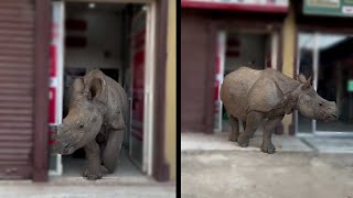 Rhinos also use ATM in Nepal 🇳🇵