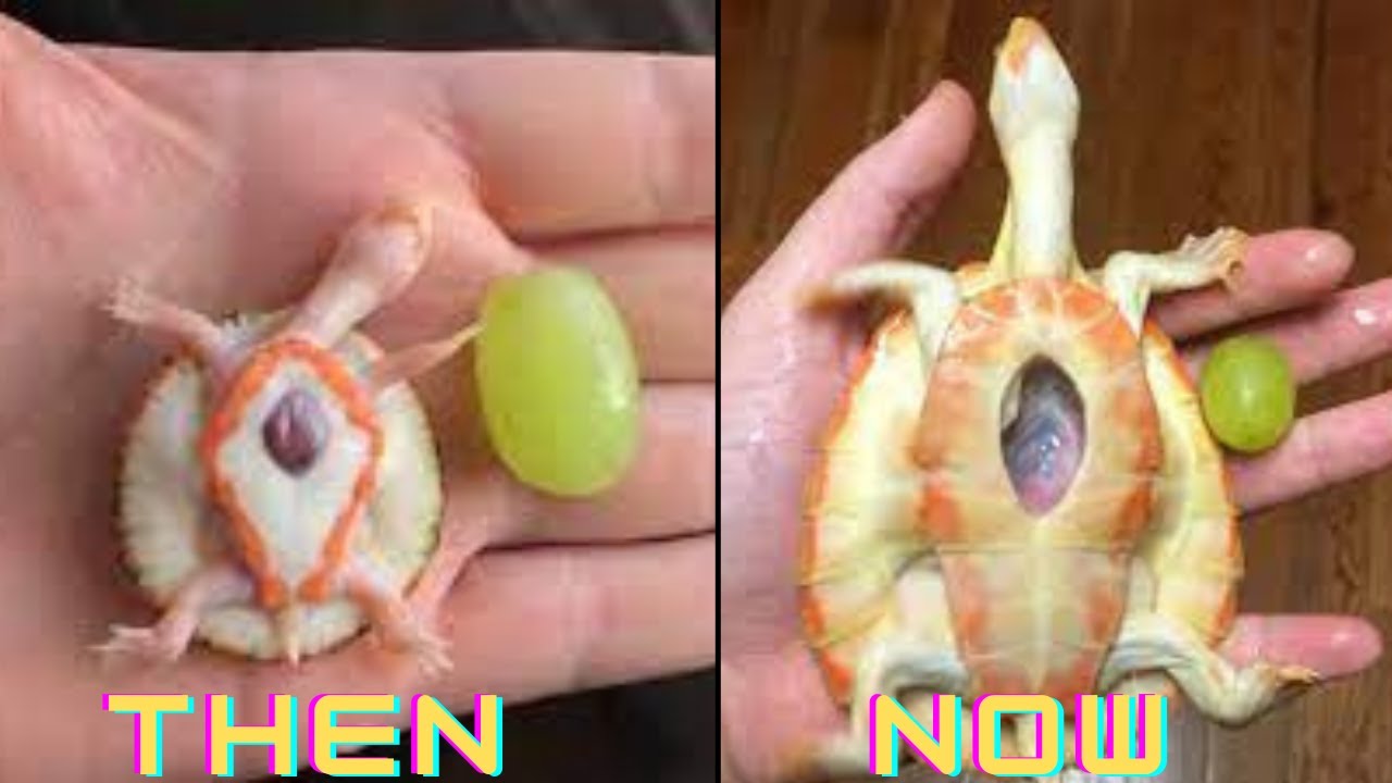 Turtle born with an exposed heart is now the only turtle like this in the world| Storytime🐢❤️