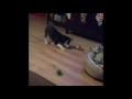 Compilation of talking baby husky