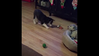 Compilation Of Talking Baby Husky by Floofin Fools 87,213 views 7 years ago 1 minute, 3 seconds