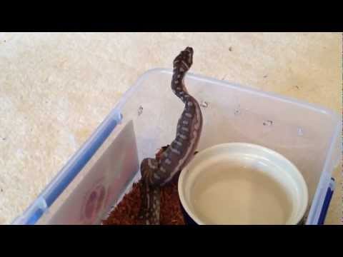 First feeding of fuzzy Rat to my Bredli Python Part 7