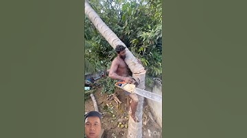 cutting the coconut tree falling towards him is very dangerous #shocking #shorts #shortvideo #funny