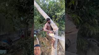 cutting the coconut tree falling towards him is very dangerous #shocking #shorts #shortvideo #funny