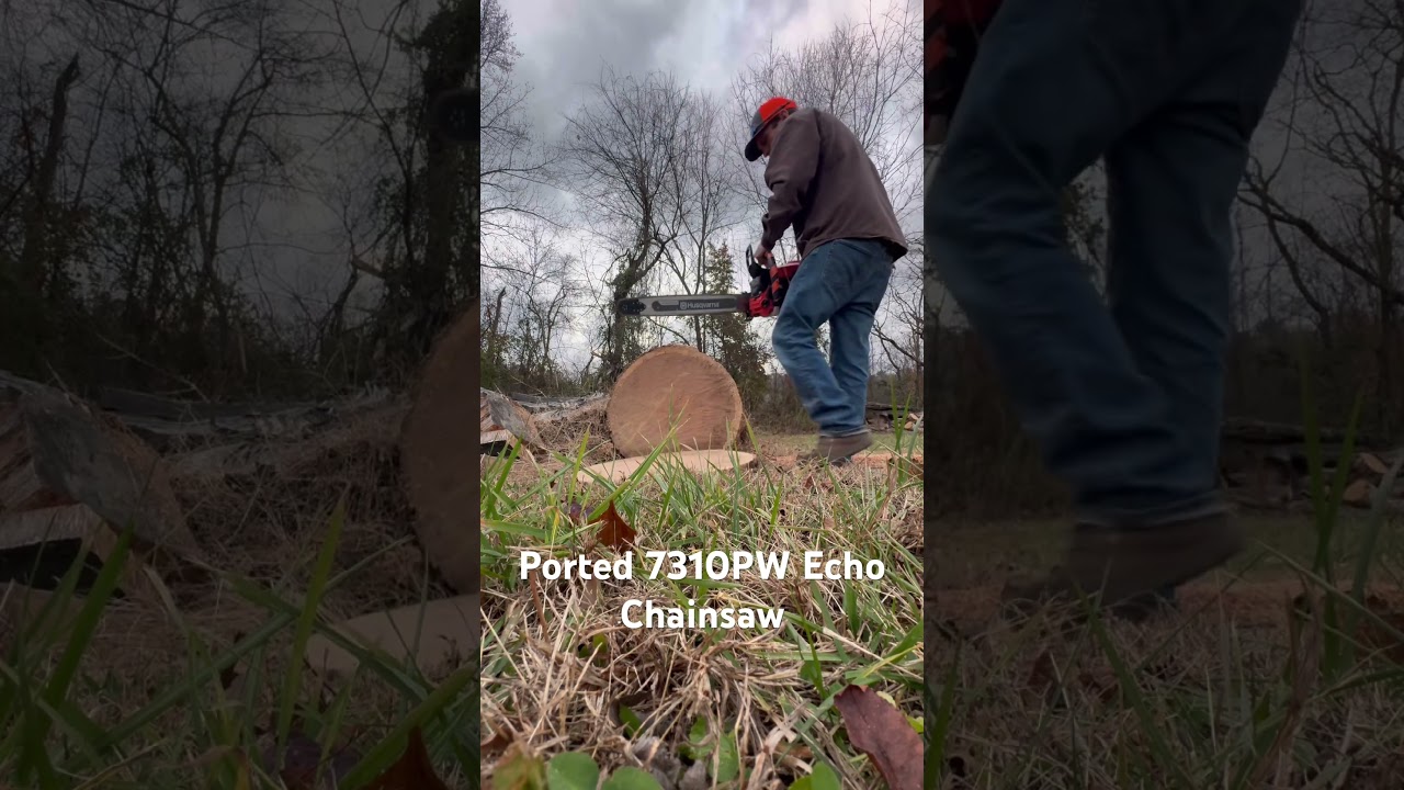 Running my freshly Ported Echo 7310 PW Full wrap saw , in this big red oak log! 