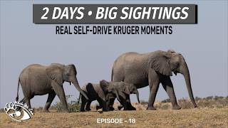 2 Days of Real Kruger Action – Self-Drive Highlights (June 2025)