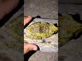 Funny Frog Escape 😂 Wait… Two Frogs! NO WAY 💀