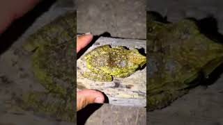 Funny Frog Escape 😂 Wait… Two Frogs! NO WAY 💀