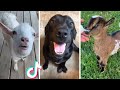 TikTok ANIMALS that are Guaranteed to Make Your Day Better! 😻🐶
