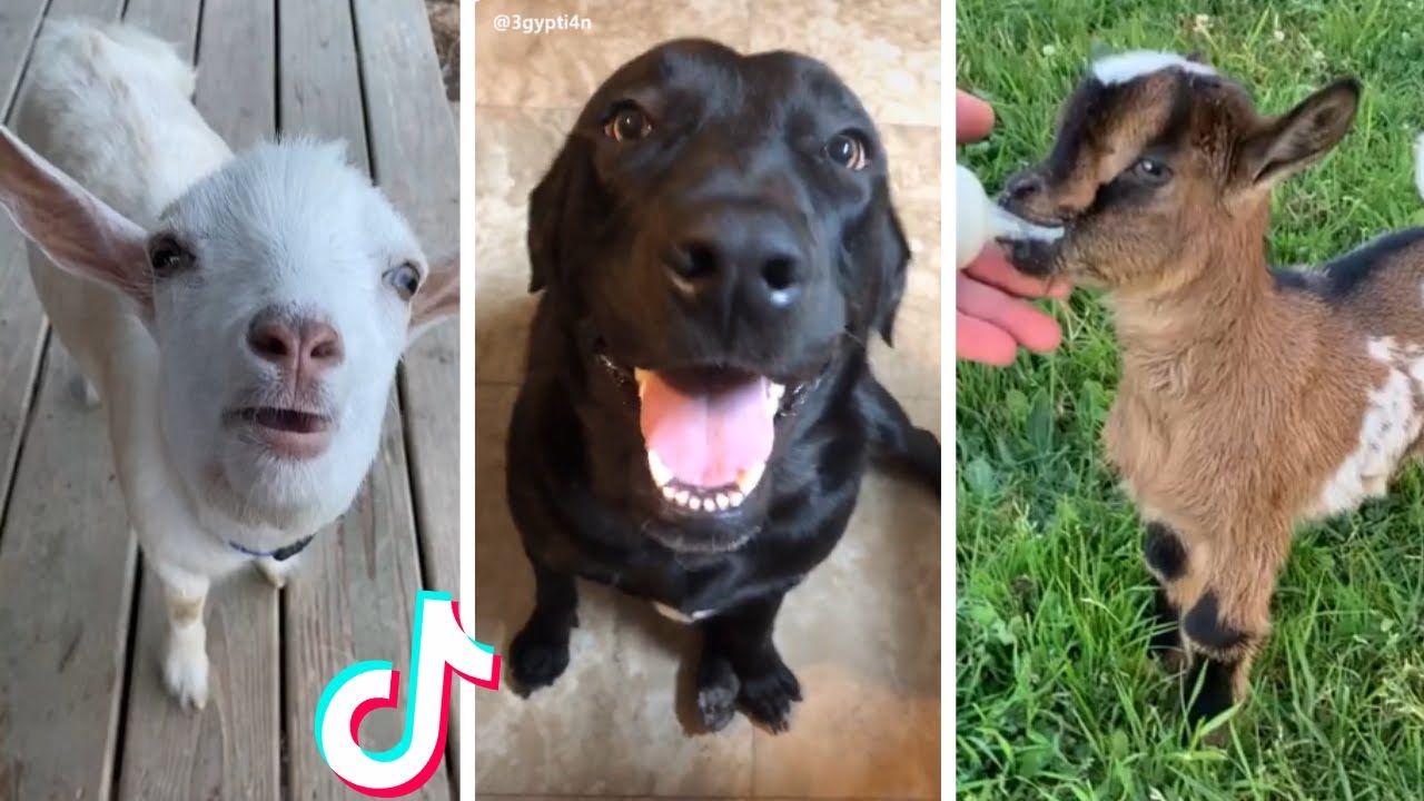 TikTok ANIMALS that are Guaranteed to Make Your Day Better! 😻🐶 YouTube