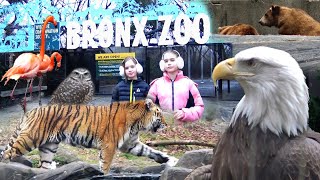 🐯🦚🐻 Зоопарк Бронкса в Нью-Йорке 🦅 ❄️зимой ❄️ Часть 1. 🦌🦬🦉🦩🦭🐟