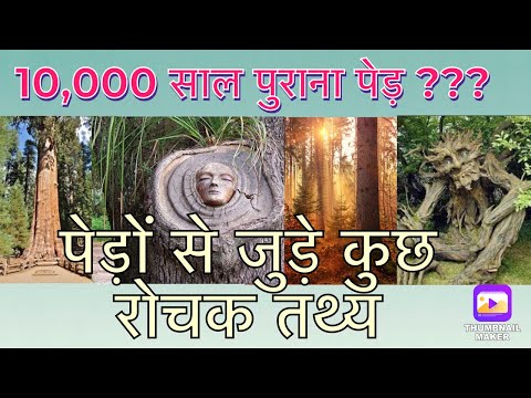 वीडियो: पौधों के बारे में 8 जिज्ञासु तथ्य