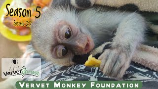 The integration of orphan baby monkeys back into a troop