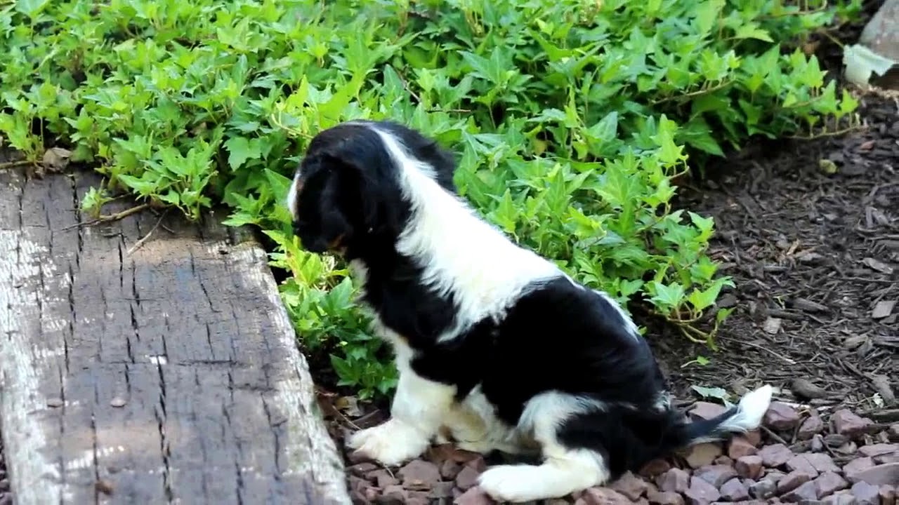 rasa cavalier king charles spaniel