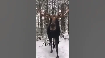 Лось зимой.