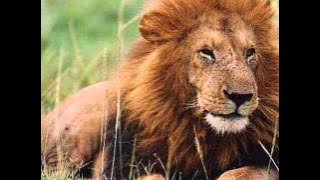 To Finn Laiss Twa Emporté lin