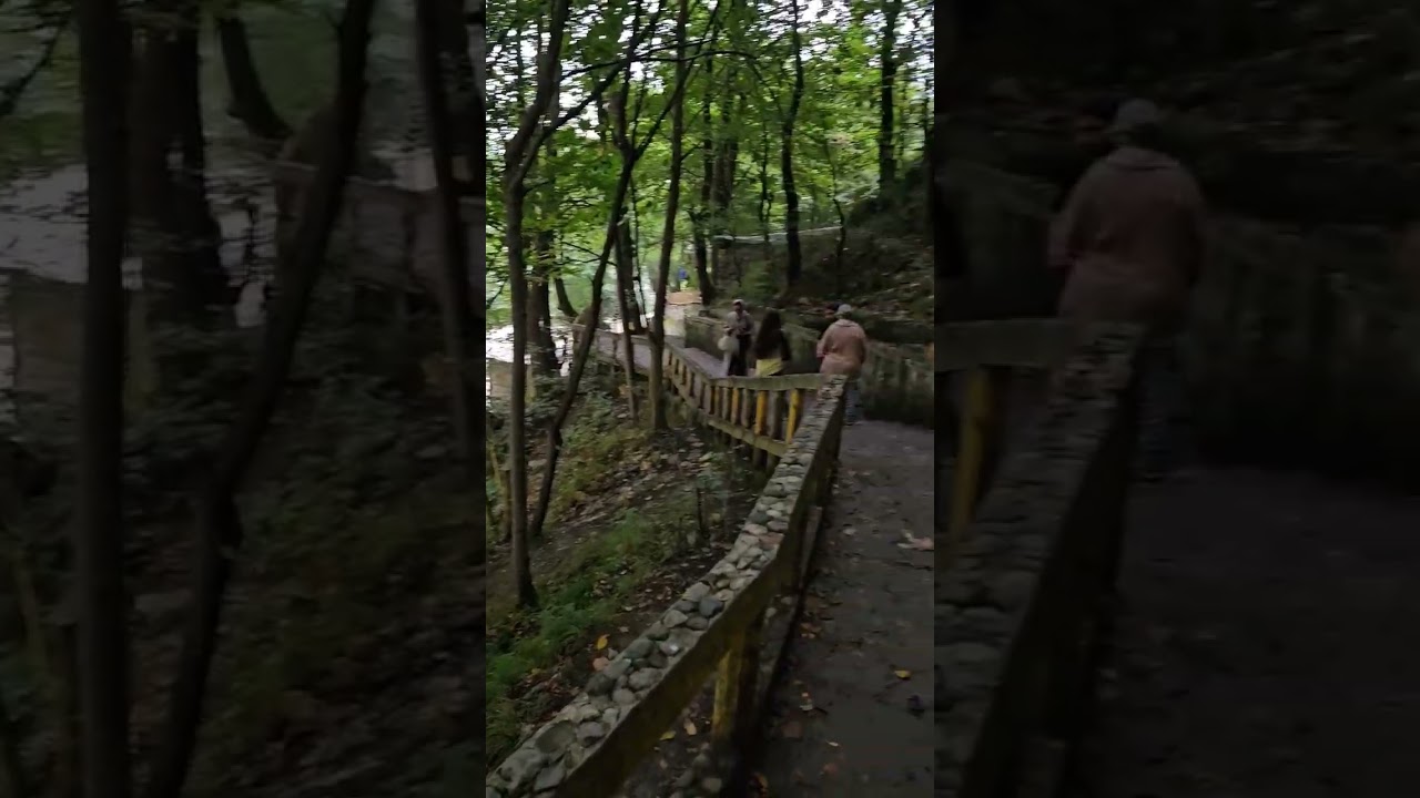 Beautiful Forest on The Other Side of the World 