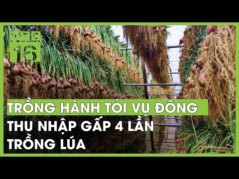 Trồng hành tỏi vụ Đông thu nhập gấp 4 lần trồng lúa | VTC16