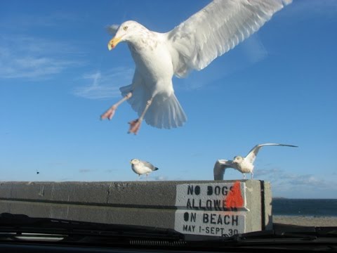 Fry-Hungry Seagulls Attack Our Car