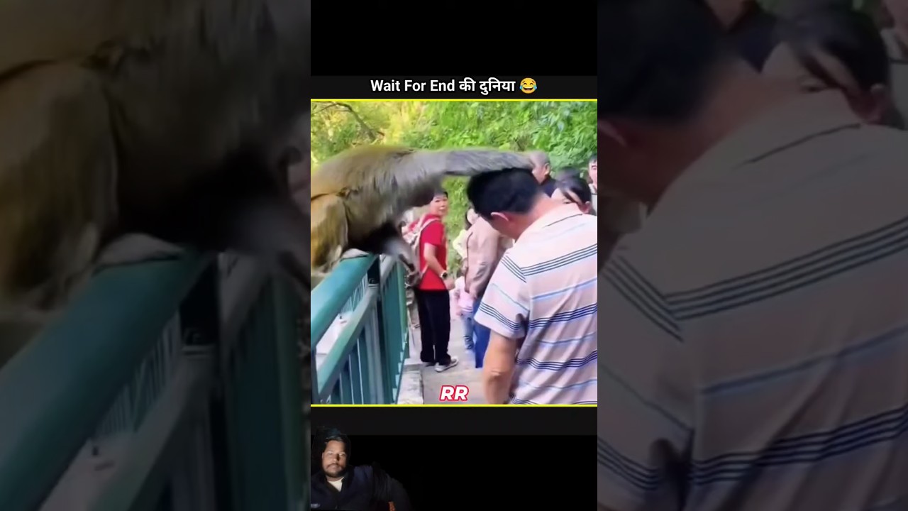 animals funny video 😅🤣 