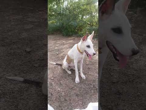 Chetto Tiger With Kaalo