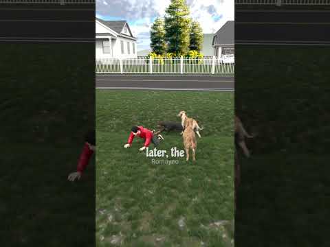When Dog Become Super Hero