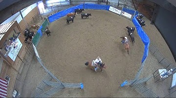 Big Sky Ranch Sorting Saddle Series Finals - #7 HC - Round #2 - Ride #13