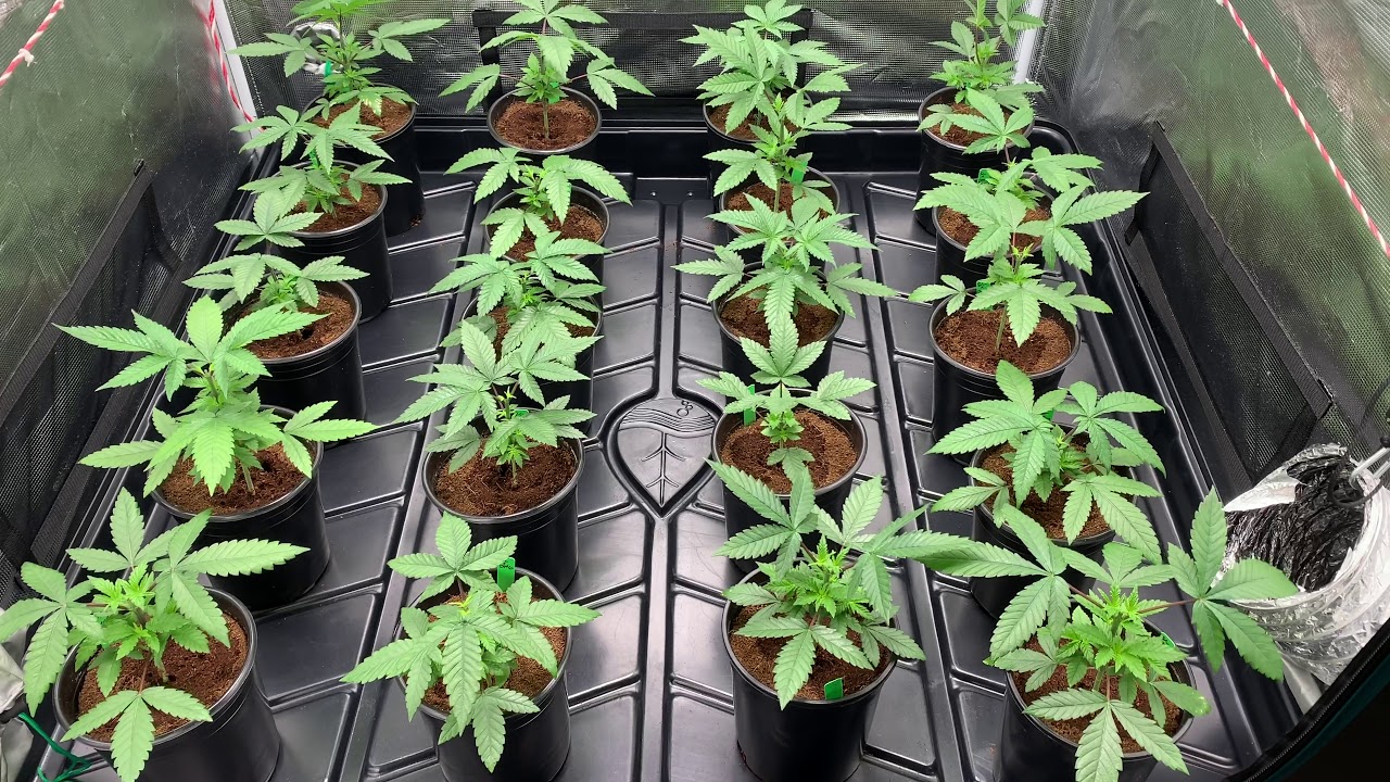 Kanna Genetics Testers (Week 4 veg)