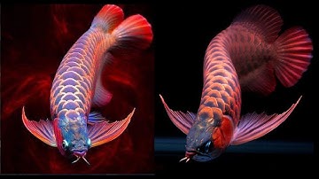 Cá Rồng Đẹp Nhất Việt Nam (phần 1) | Chiêm Ngưỡng Vẻ Đẹp Của "Đế Vương" Trong Thế Giới Cá Cảnh