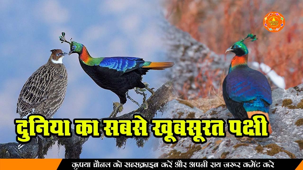भारत के सबसे खूबसूरत पक्षी Top 10 Most Stunningly Beautiful Birds in India  - YouTube