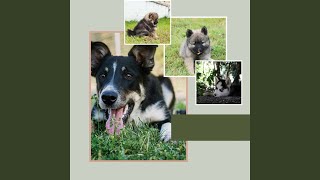 Simple Backdrops for Doggy Bedtime
