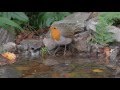Vogelbad im Garten. Singvögel am Wasser. Eifel / Dohr 11.11.2015