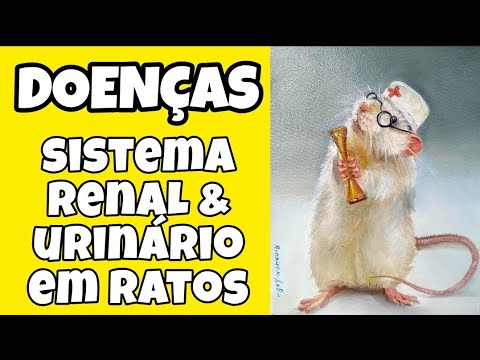 Vídeo: Pedras Urinárias Em Ratos
