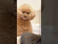 こっち見るのやめて〜(笑)#dog