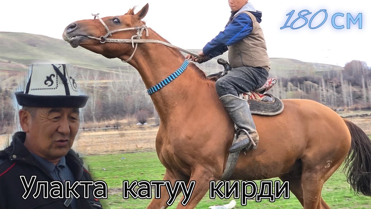 ЧОҢ АТ КАТУУ ЖАРАДЫ ДЕЙТ КАМАЛ АКЕ