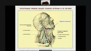 Анатомия "Кровоснабжение головы" 27.09.25