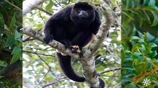 La Banda | ¿Cuántos tipos de monos hay