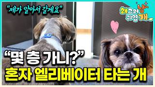 Download Lagu “길 잃어버린 강아진 줄 알았어요” 혼자 엘리베이터 타고 동물병원 회진 도는 강아지│#왜그러냥귀엽개 MP3 Download Lagu “길 잃어버린 강아진 줄 알았어요” 혼자 엘리베이터 타고 동물병원 회진 도는 강아지│#왜그러냥귀엽개 MP3