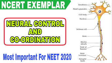 Ncert Exemplar Neural Control And Coordination Class 11 Mcq