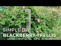 In the garden building a blackberry trellis