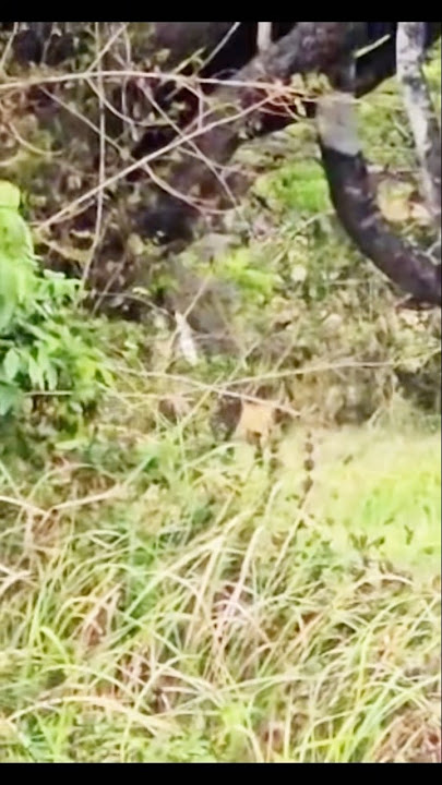 කවුද හැංගිලා ඉන්නේ බලන්ට🫵🤩හැංගිලාම ඉන්ට#beautiful #elephant #life