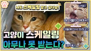 [고양이 스케일링 1편] 스케일링 검사 중 발견된 "의외의 질환"! 😲｜스케일링 받기 전에 반드시 확인해야 하는 "이것"은? 🔍