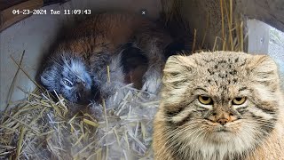 Live from the Pallas's cat den