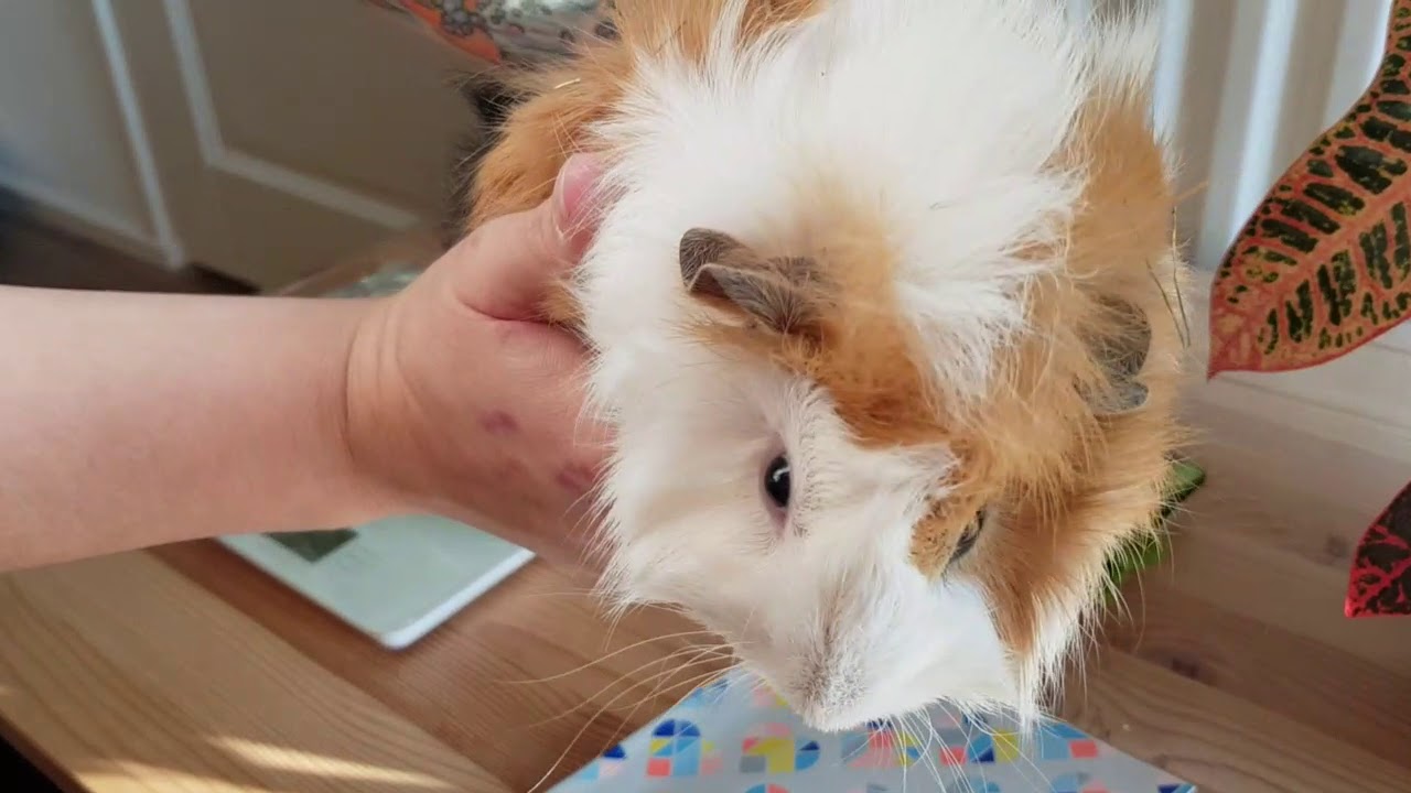 How to weigh your guinea pig Dutch guinea pigs YouTube