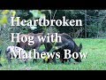 Bow Hunting South Texas Hogs - She's Heart Broken!