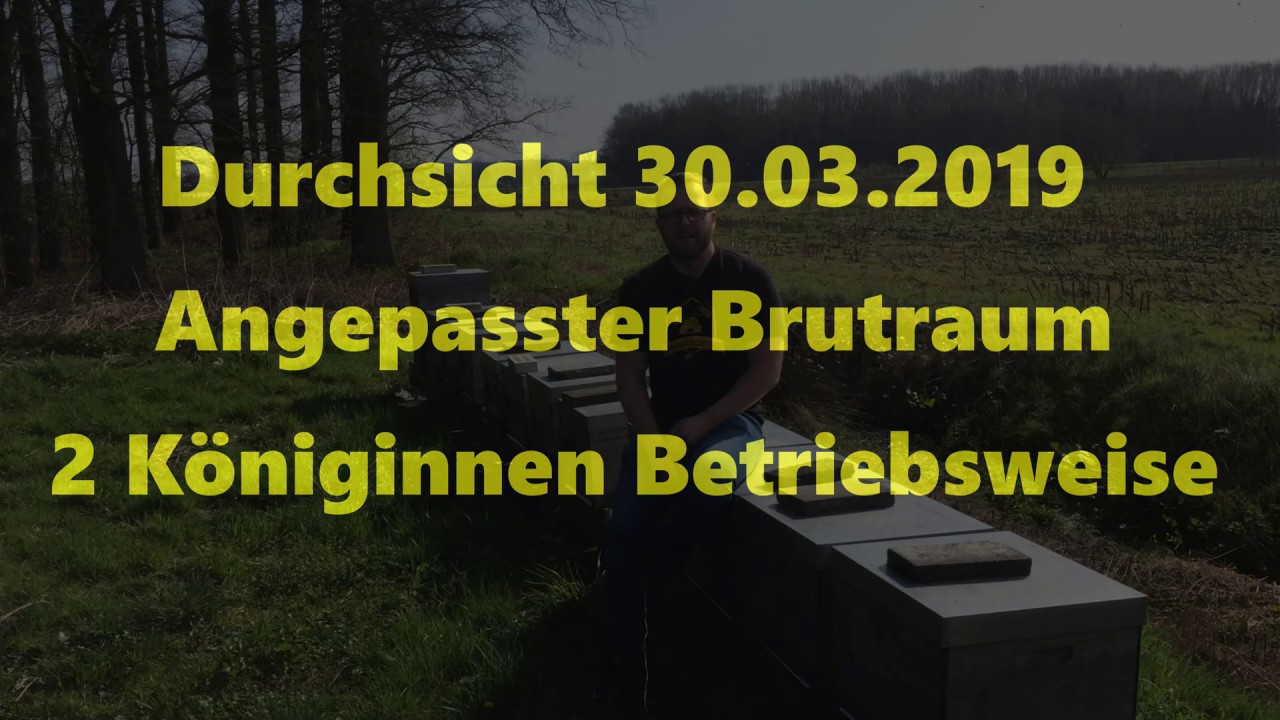 Durchsicht 30.03.2019 - Angepasster Brutraum - 2 Königinnen Betriebsweise