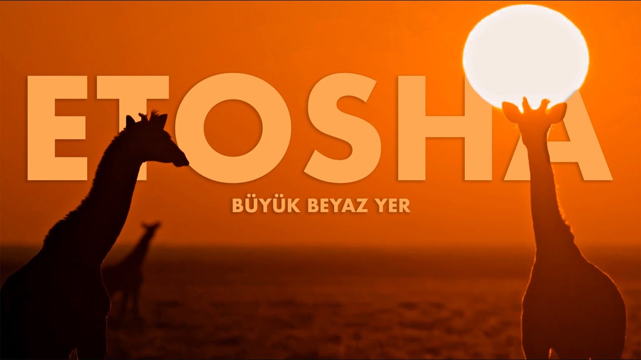 ⁣Etosha: Büyük Beyaz Yer | Namibya Günlükleri