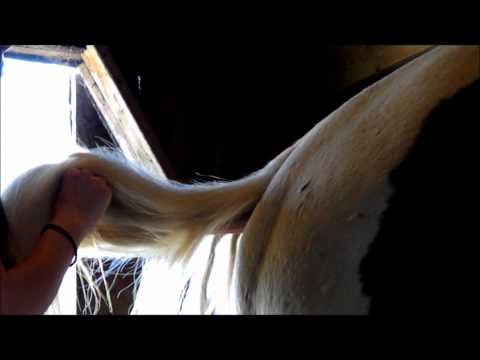 How To Make A Horse&rsquo;s Tail Grow Long