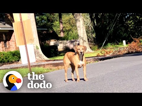 Video: Stray sparer kvinne fra ødelagt bil og går på å bli en søke- og redningshund