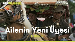 Ailenin Yeni Üyesi | Sumatra | TRT Belgesel