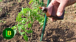 Just a few drops kill tomato blight. More flowers, fruits ripen faster